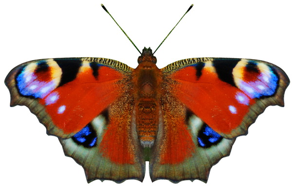butterfly 1354 (4.0Х2.0)